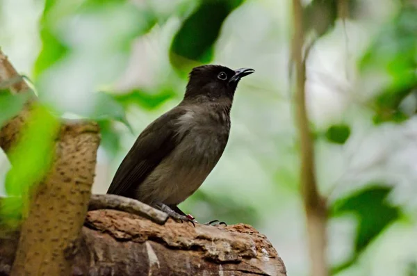 Pycnonotus barbatus, pájaro — Foto de Stock