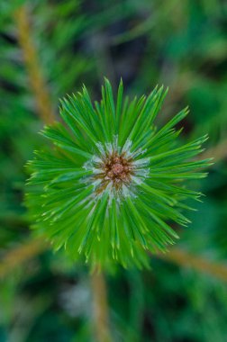 Yeşil ladin çiçek