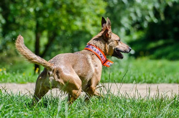 Güzel köpek fotoğraf