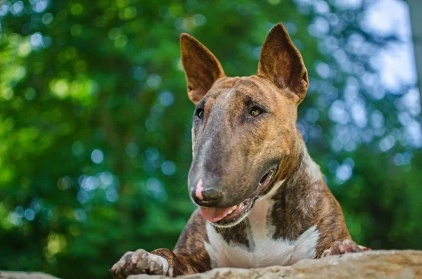 Güzel köpek fotoğraf