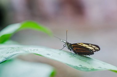 Kelebek arka plan doğa