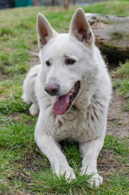  Beyaz İsviçre çoban 1