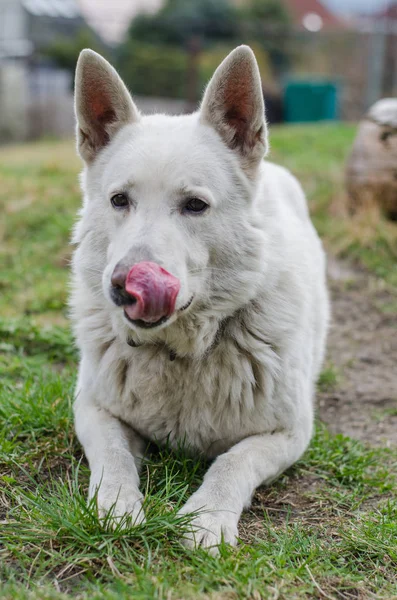 White Swiss Shepherd 1