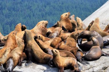 Vancouver, Kanada Batı Sahili adasında mühürler paketi.