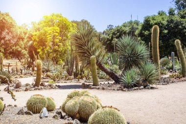 California çöl kaktüs 