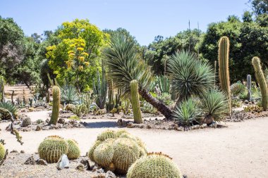 California çöl kaktüs 