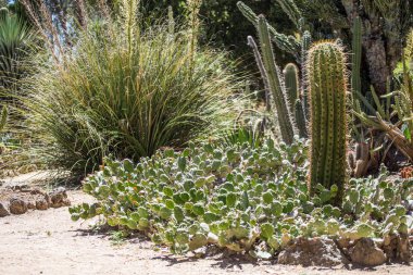 California çöl kaktüs 