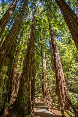 Muir woods park