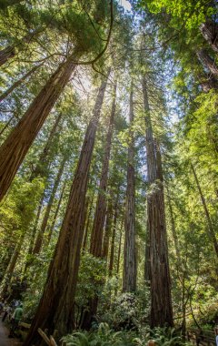 Muir woods park