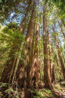 Muir woods park