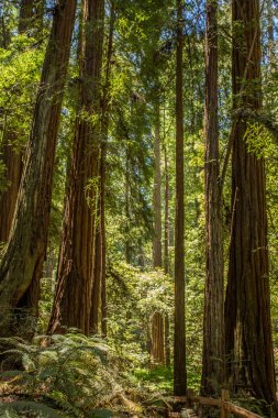 Muir woods park