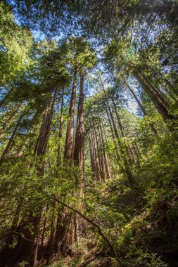 Muir woods park