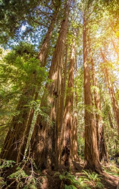 Muir woods park