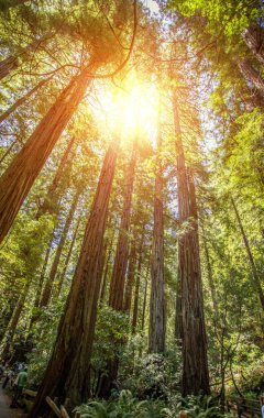 Muir woods park