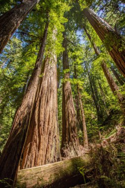 Muir woods park