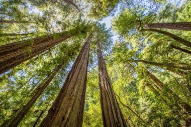 Muir woods park