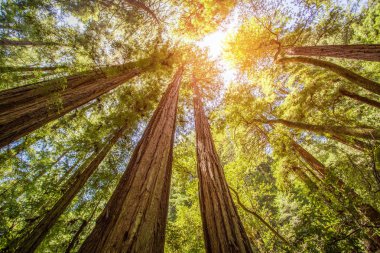 Muir woods park