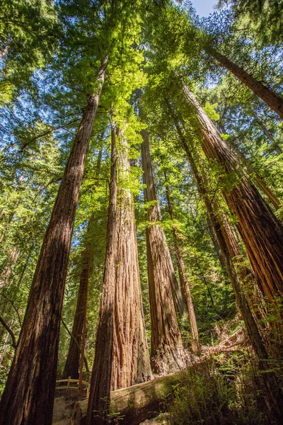 Muir woods park