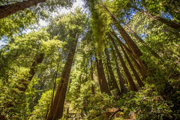 Muir bosques parque — Fotografia de Stock