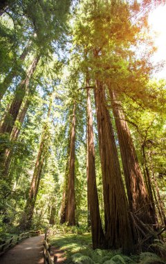 Muir woods park