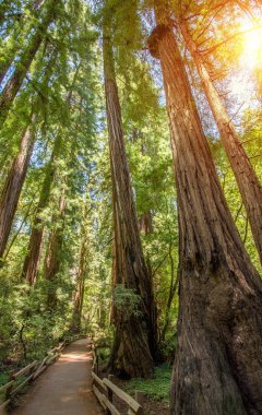 Muir woods park