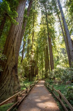 Muir woods park