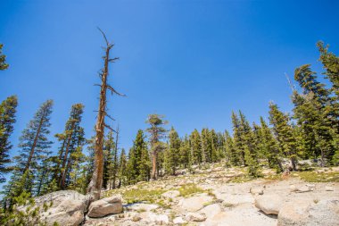 Yosemite Ulusal Parkı