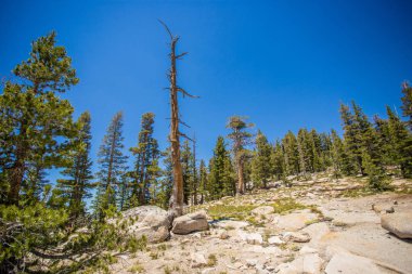 Yosemite Ulusal Parkı