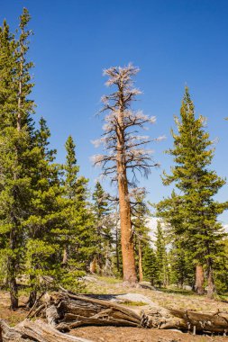 Yosemite National Park bulutlar geri kalan iz