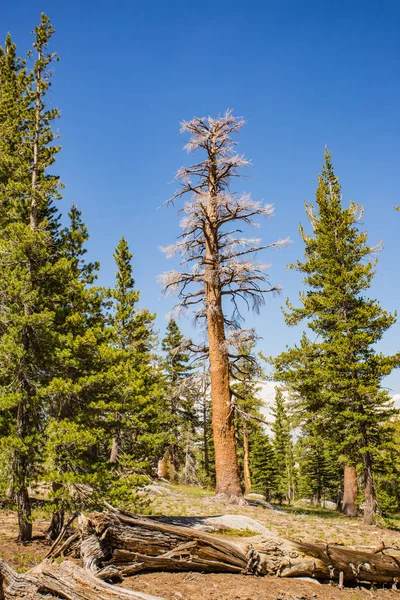 Parque Nacional Yosemite Nubes Sendero de Descanso — Foto de Stock