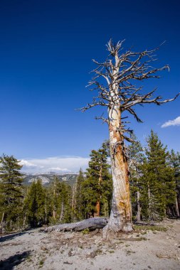 Yosemite Ulusal Parkı