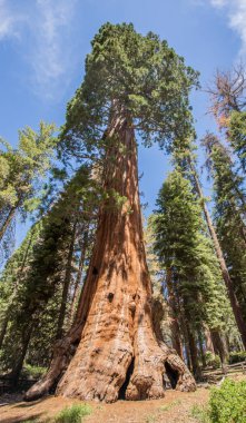 Sekoya Ulusal Parkı