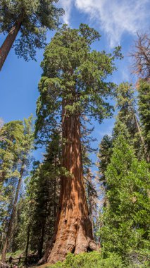 Sekoya Ulusal Parkı