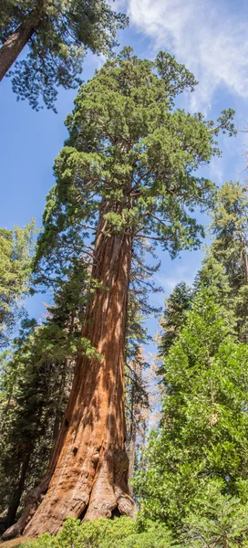 Εθνικό Πάρκο Sequoia — Φωτογραφία Αρχείου