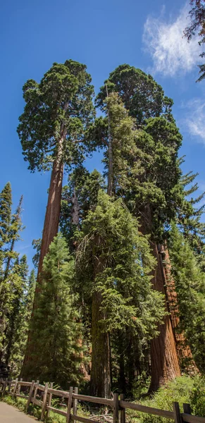 Parque Nacional de Sequoia — Fotografia de Stock