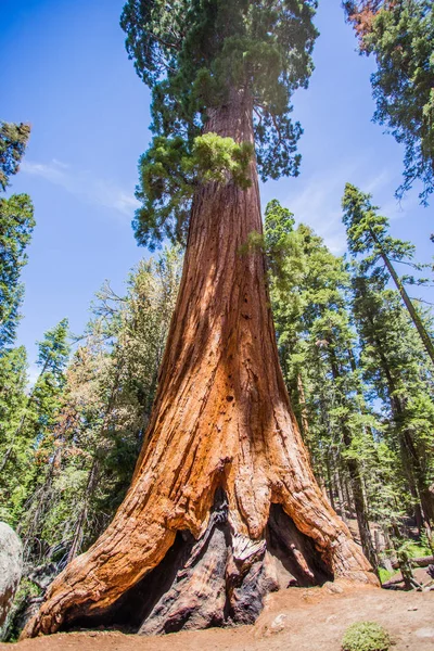 Εθνικό Πάρκο Sequoia — Φωτογραφία Αρχείου