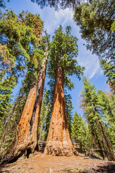 Parque Nacional de Sequoia — Foto de Stock