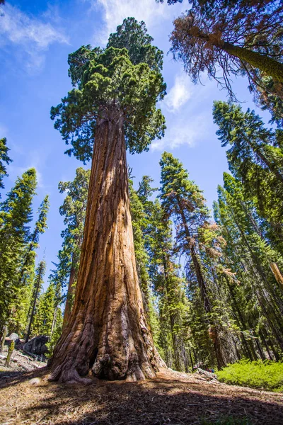 Sekoya Ulusal Parkı