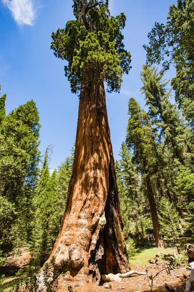 Parque Nacional de Sequoia — Foto de Stock