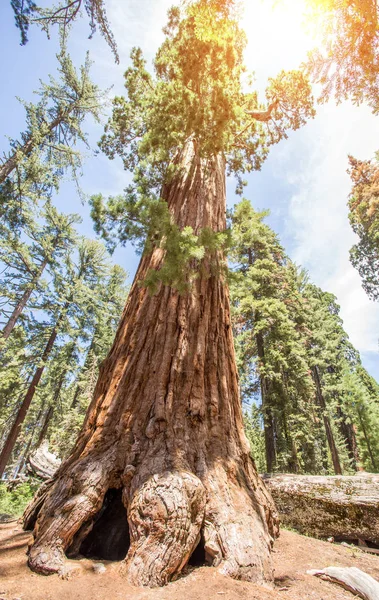 Parque Nacional de Sequoia — Fotografia de Stock