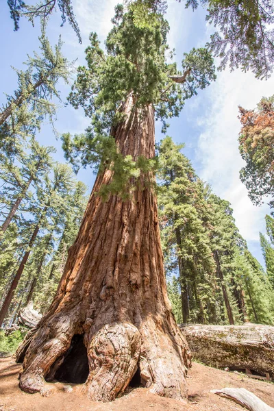 Sequoia Nemzeti Park — Stock Fotó