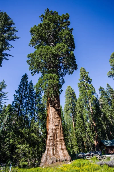 Sequoia nationalpark — Stockfoto