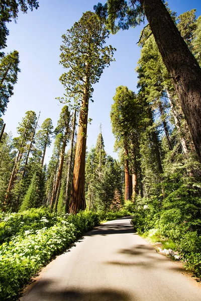 Parque Nacional de Sequoia — Foto de Stock