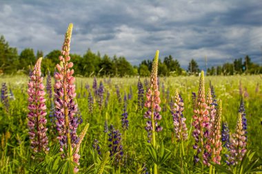 Haziran tarlada Lupin çiçekler