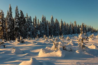 Lapland Ukkohalla kışın