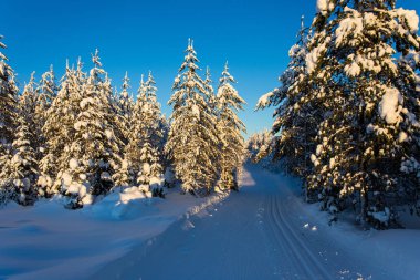 Lapland Ukkohalla kışın