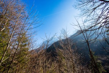 Neuschwanstein Şatosu Schwangau Almanya