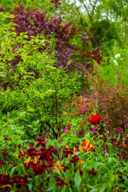 darbeydi claude monet Bahçe