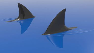 Köpekbalığı yüzgeçleri circuling av 3d çizim