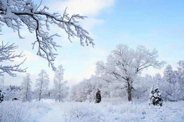 Swedish Snow Landscape